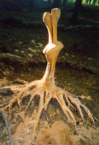 Doppelfinger auf Sternwurzel