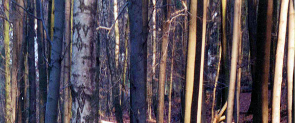 Es war einmal im Wald